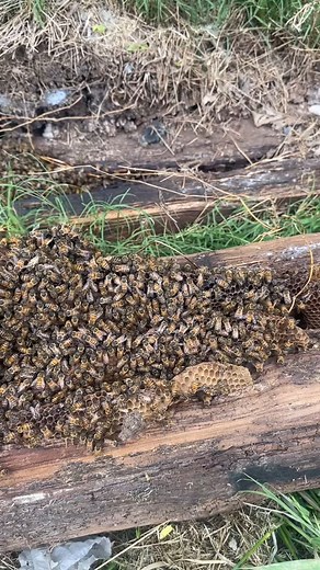 I did a bee removal today from under a garden timber at a home in Seguin. These bees were gentle as can be—and I spotted the queen! I hived them into a top bar hive I got from my friends at Bee Mindful in Dripping Springs, so now I guess I’m officially a cool, hippy top-bar beekeeper. #beeboy rides again. #beeboy #charliebeecompany #beesoftexas #beeremoval #topbarhive #hippybeekeeper #beemindful #drippingsprings #seguintexas #savethebees #beekeepingtiktok #beekeepersofinstagram #naturalbeekeepin