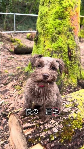 シュナウザーの魅力10、あげてみたぁ #ミニチュアシュナウザー