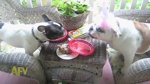 845K views · 21K reactions | These birthday dogs arguing over the last slice of cake is the funniest thing you'll see all day #lol | America's Funniest Home Videos | Facebook