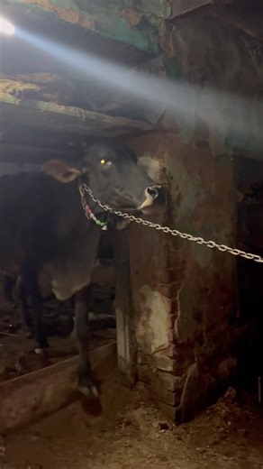 रात के समय😱 अचानक से कोन आ गया 👻🐃 || #minivlog #daliyvlog #shortsfeed