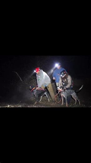 Warplane Kennels on Instagram: "You guys ready for a new episode? #houndhunting #hound #raccoon #raccoonhunting #huntingdog #dogtraining #huntingdogtraining #huntingseason #coonhound #bluetick #walker #redbone #blackandtan #kinetic #dogfood #gooddog #puppy #puppytraining #nature #outdoors #animals #den #deerhunting #iowa #turkeyhunting"