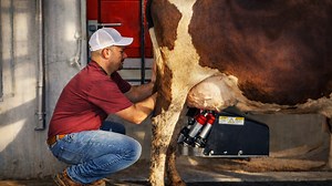 Training cows for robotic milking