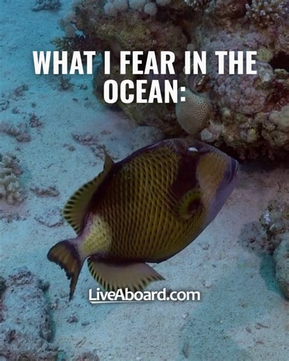 LiveAboard.com on Reels