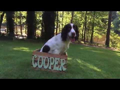 Springer Spaniel Cooper's 1st Year