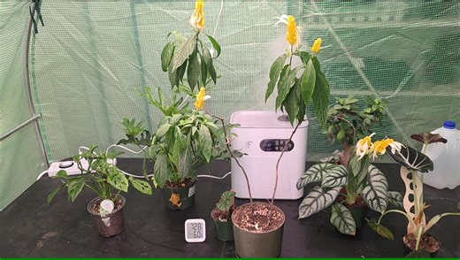 Watch Setting up an indoor greenhouse on Amazon Live