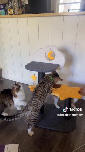 CAT APPROVED ✔️✨ $19.99 aldi cat tree. Cheap, easy to put together, so freakin cute! 10/10. #catsoftiktok #aldifinds #cattree