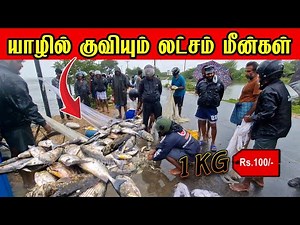 திடீரென யாழில் குவியும் லட்சம் மீன்கள் | மகிழ்ச்சியில் மீனவர்கள் | sri lankan trending | Jaffna
