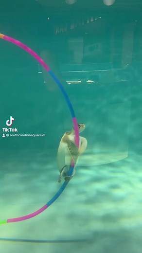 25K views · 488 reactions | Enrichment keeps our sea turtle patients physically  and mentally 易 fit while undergoing rehabilitation! All sea turtle conservation work is authorized by the SC Department of Natural Resources Marine Turtle Permit No. 2023-0004 | South Carolina Aquarium | Facebook