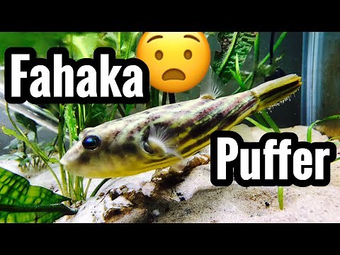 Fahaka Puffer Fish Care & Tank Setup