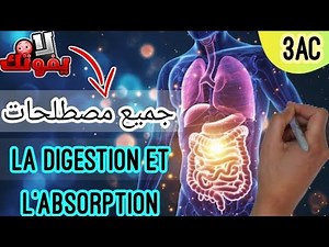 Digestion et Absorption | Tous les termes essentiels - 3ème année Collège