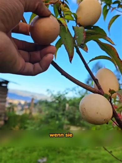 Eierschalen als natürlicher Dünger für gesunde Gartenpflanzen richtig eingesetzt #GartenTipps #NatürlichePflege #GemüseAnbau #OhneChemie #HoherErtrag