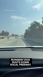 16K views · 354 reactions | Traffic was halted on a California highway after a German shepherd got loose on the 91 freeway. Members of the highway patrol and other motorists also got involved in the chase until at last the pooch was captured and put in the back of a cruiser. | ABC7NY | Facebook
