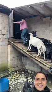 #goat farm##shortvideo #animals ##foryou