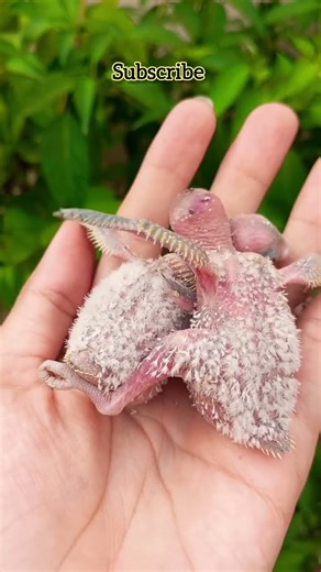 baby birds 💛🐣 #lovebirds #babybirds #funny #babybudgies