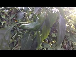Growing peppers, planting and how to grow organic peppers in pots, indoors or outdoors