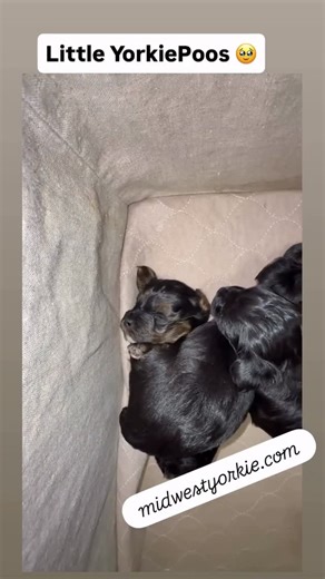 Cindy Allen on Instagram: "Baby cutie YorkiePoo babies!"