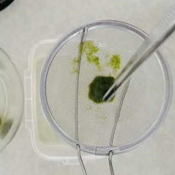 Making Marimo Moss Ball! Roll the collected algae to make a round Marimo.