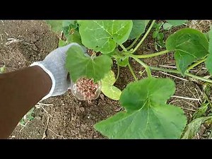 Fertilizing The Pumpkins