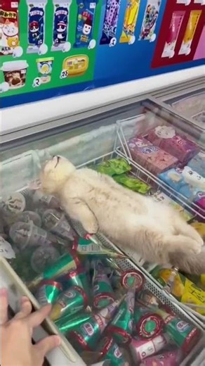 #FunnyCats #cats #fyp #viral