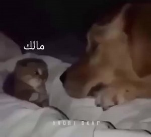 Adorable Dog and Kitten Playtime in Cozy Bedroom