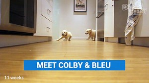 16M views · 14K reactions | Watch these adorable Golden Retriever puppies grow up in 1 minute: | Poke My Heart | Facebook