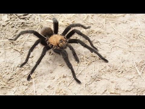 What Is So Special About Desert Tarantulas (Aphonopelma prenticei)?🕷️