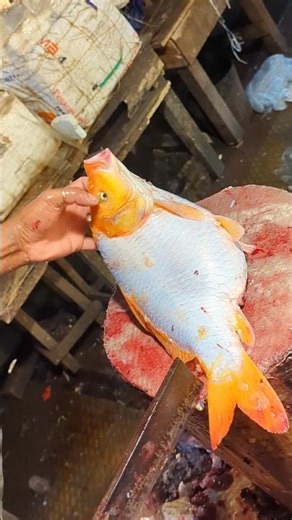 Fresh Orange Carp Fish Cutting | Clean Knife Skills #shorts