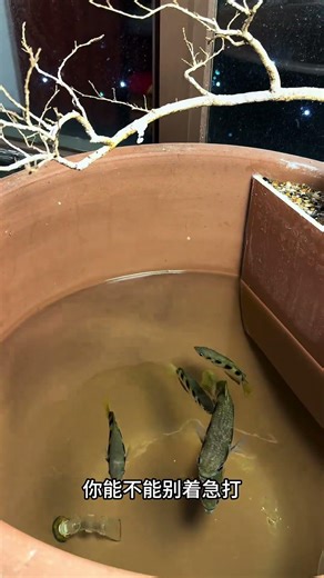 Experience the Thrill of Getting Sprayed by a Shooting Fish