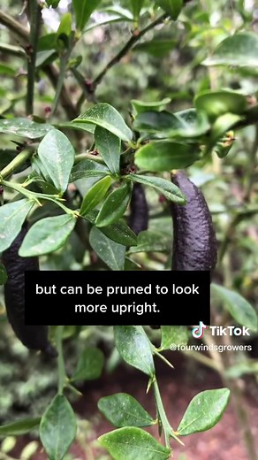 Growing Australian Finger Limes: Tips for Cultivating Citrus Trees