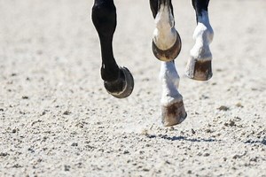 British Dressage reveals first welfare statistics