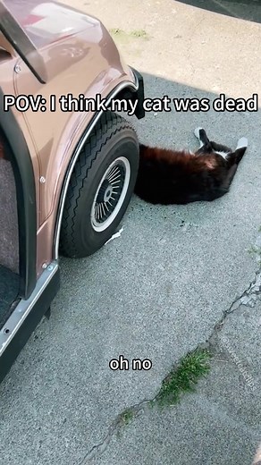 Funny Cat Video: I Thought You Were Dead 😂