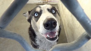 24 reactions · 108 shares | ADOPTED - moved to SAFE Album on 12/19...