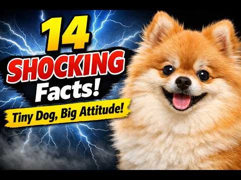 14 Amazing Facts About Pomeranian Dogs | Cute Toy Dog Secrets You Must Know