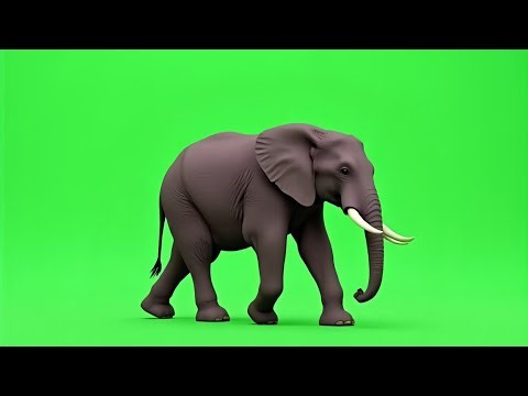 Elephant green screen | Walking elephant HD | Free chroma key background