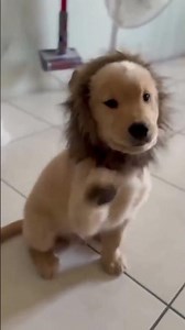 #goldenretriever #goldenretrieverlovers #viralvideos