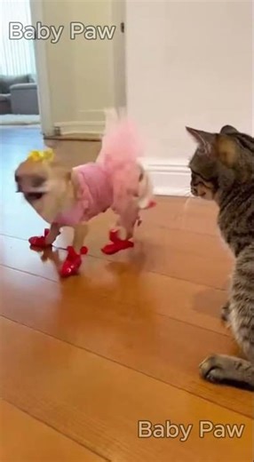Chihuahua Shows Off in Front of the Cat and the Pitbull! 🐶🐱💥 #funnydogs