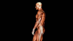 Walking Man Visible Muscles Anatomy Animation