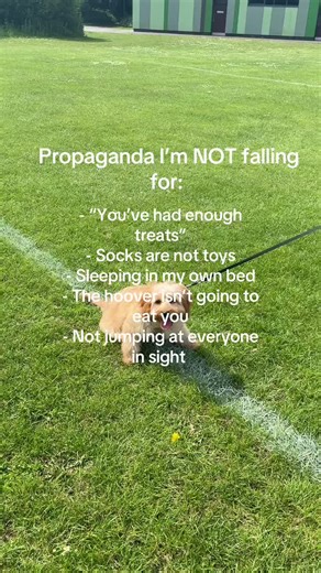 #propagandaimnotfallinfor #puppiesoftiktok #foryoupage❤️❤️ #fyp #cavapoosoftiktok #viral_video #doglove #fyp #cavapoos