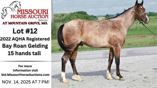 Missouri Horse Auction on Reels