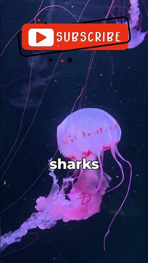 News Over 1,100 New Ocean Species Found