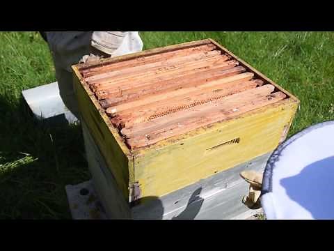 Pose des hausses 2020 (montage plusieurs ruches)