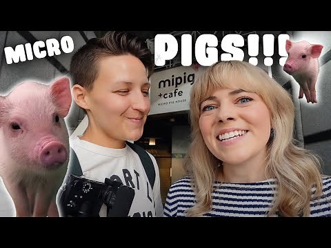 We Visited Japan’s Viral Micro Pig Café 🐷🇯🇵 | Tokyo Animal Café Experience