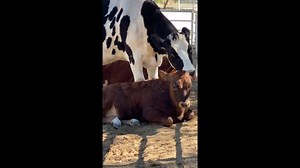 MAJOR MILESTONE: After months of very patiently trying to mother him, Holy Cow is now finally able to lick to Lewis! Watch until the end to see how much Lewis loves it. Lewis has grown so much. Stay with him on his journey and become a sponsor: https://bit.ly/36lY7qH | The Gentle Barn