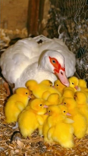 Mother Duck and her babies sound❤️🥰#shorts #duck#babies