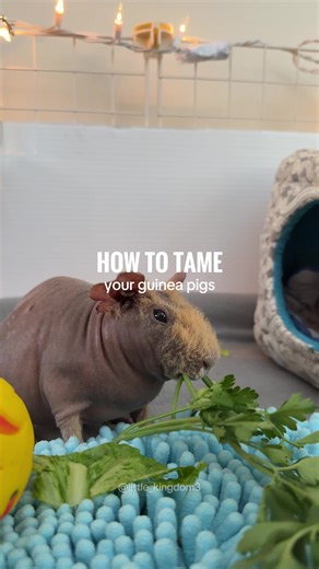 Top 3 Tips for Taming Your Guinea Pigs