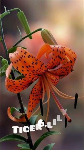 top 10 russian native flowers 🌸