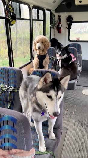 Newest member of Mo Mountain Mutts, welcome aboard Nahku! #dogbus #dogs | Mo Mountain Mutts