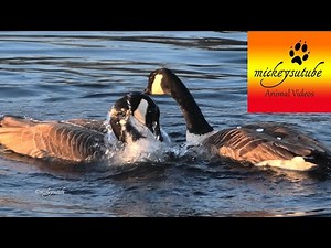 Geese Mating Dance And Mating