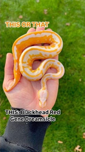 Which Ball Python Would You Take Home!?!?