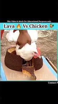 Lava 🔥 Vs Chicken 🐓 | Experiment Video #shorts